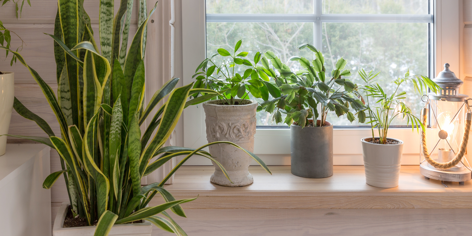 #1 Houseplant Photo