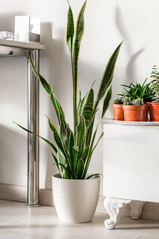 Interior Plant Styling